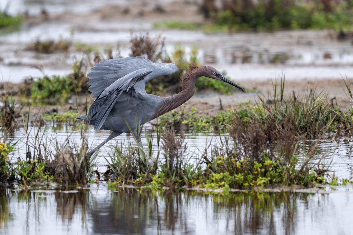 Reddish Egret - ML644633128