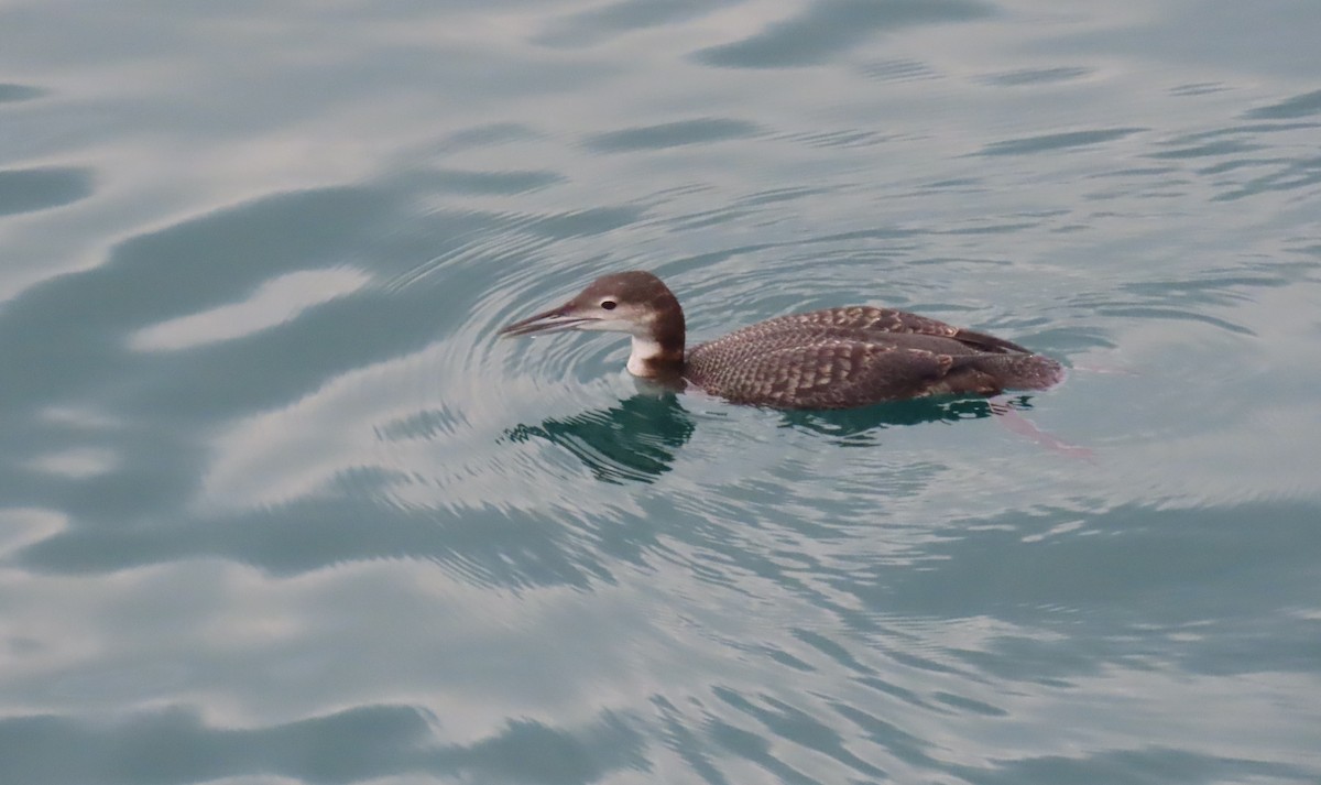 Common Loon - ML644633135