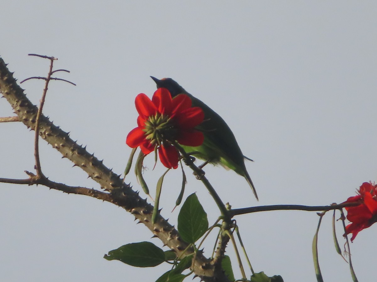 gyllenpannebladfugl - ML644633136