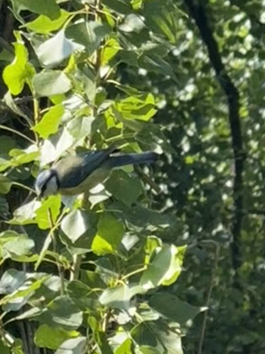 Eurasian Blue Tit - ML644633148