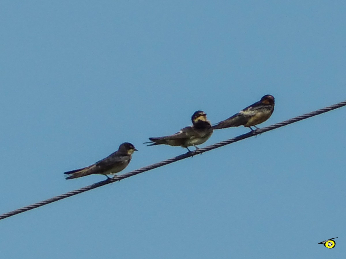 Ластівка сільська - ML644633150