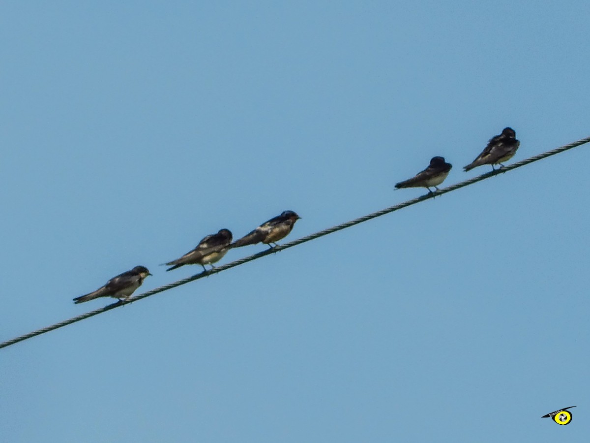 Ластівка сільська - ML644633151