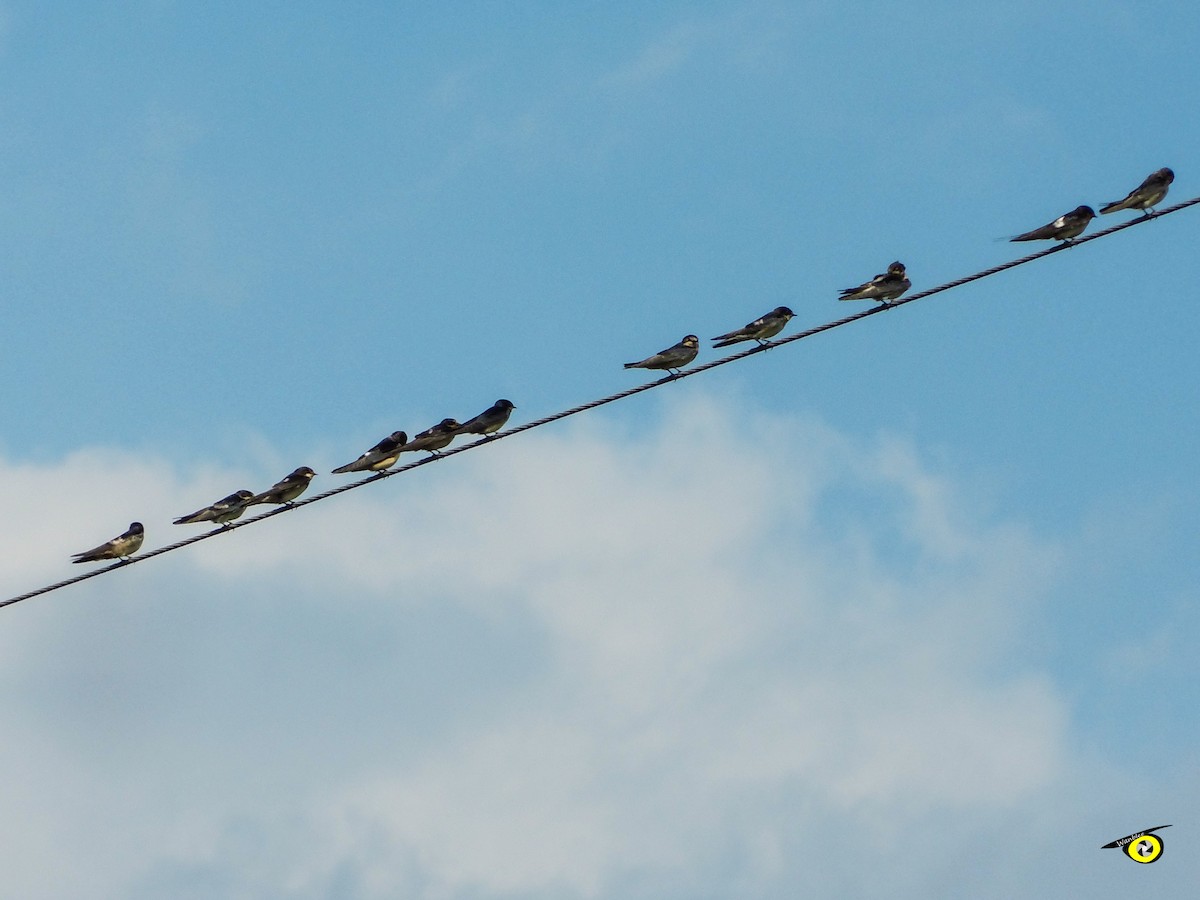 Ластівка сільська - ML644633152