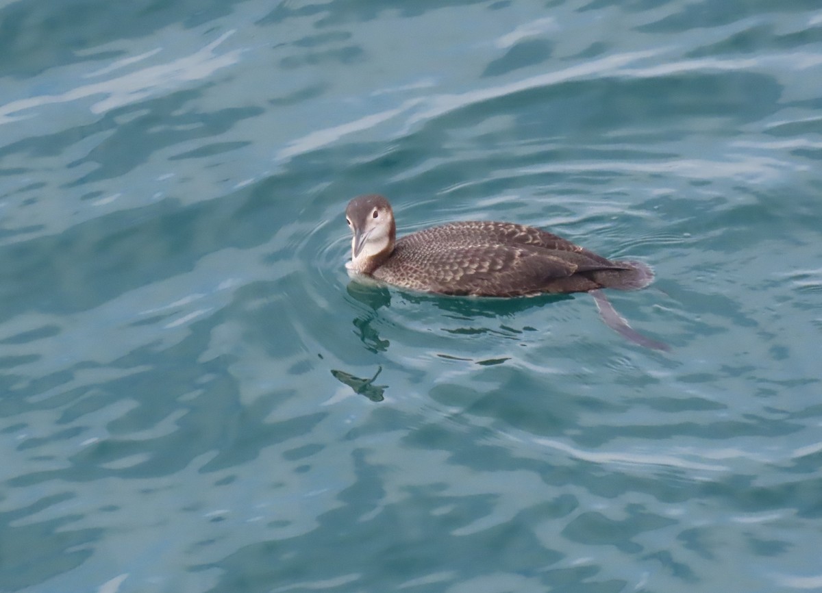 Common Loon - ML644633153