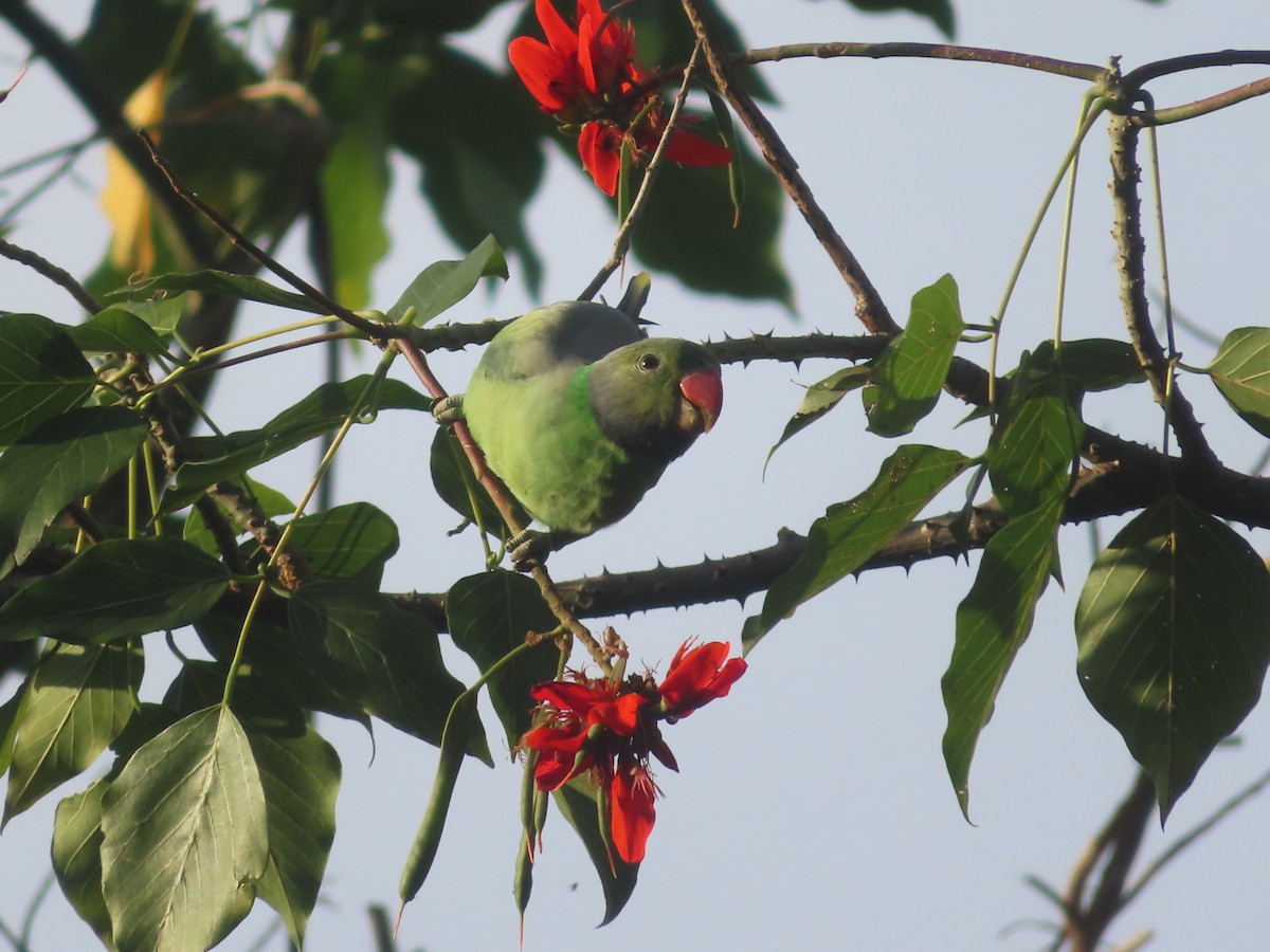 Perruche de Layard - ML644633154