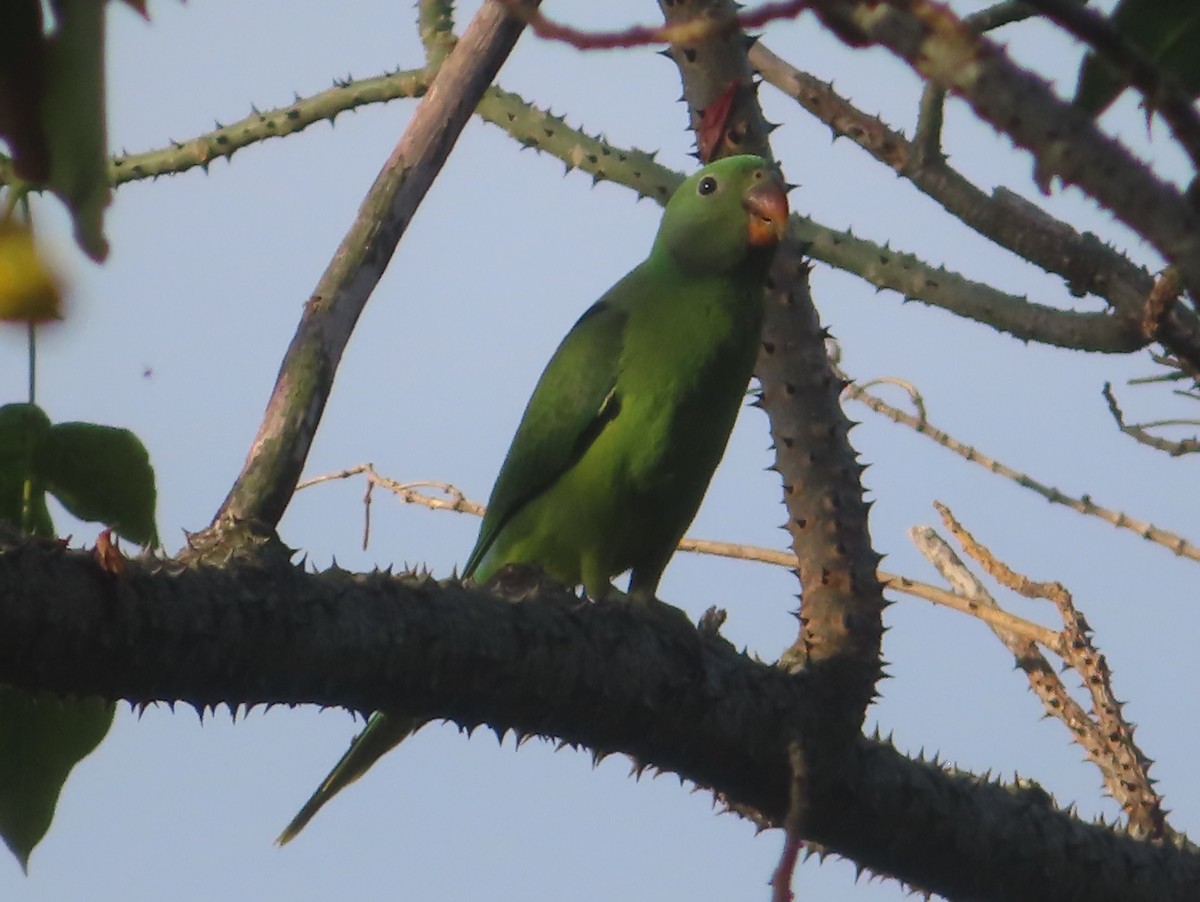 Папужець фіолетовоголовий - ML644633156