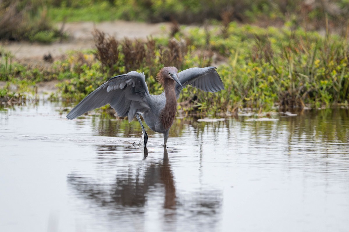 Reddish Egret - ML644633157