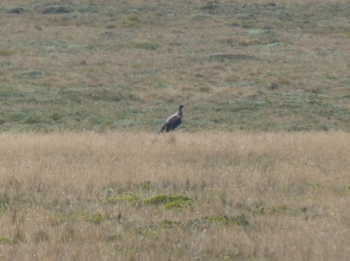 Urubu à tête rouge - ML644633158