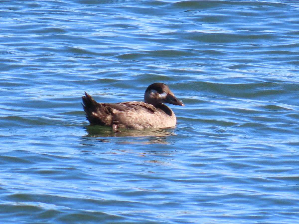 Surf Scoter - ML644633161