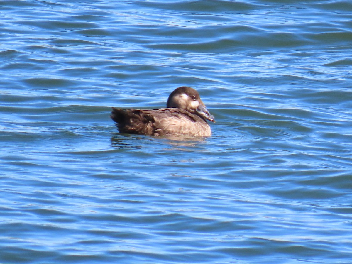 Surf Scoter - ML644633162