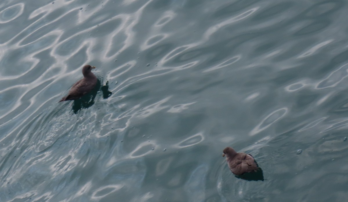 Fulmar boreala - ML644633163