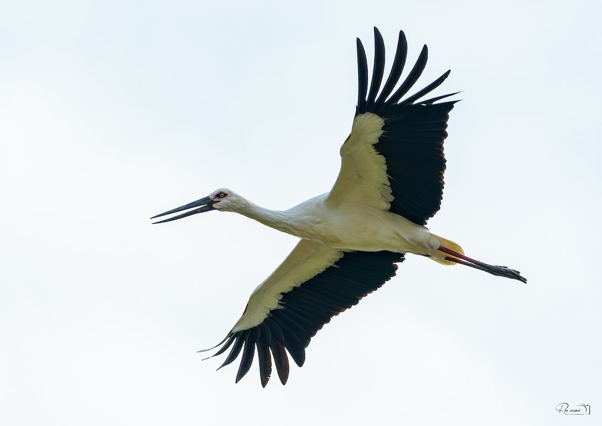 Oriental Stork - ML644633169