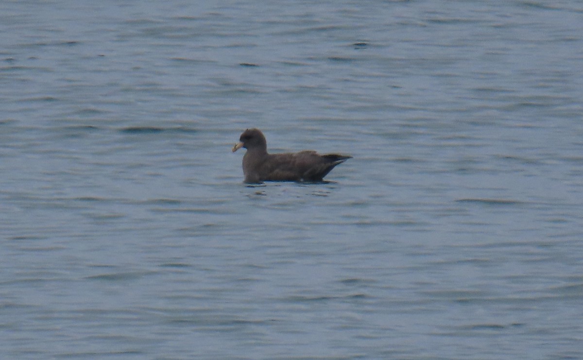 Fulmar boreala - ML644633170