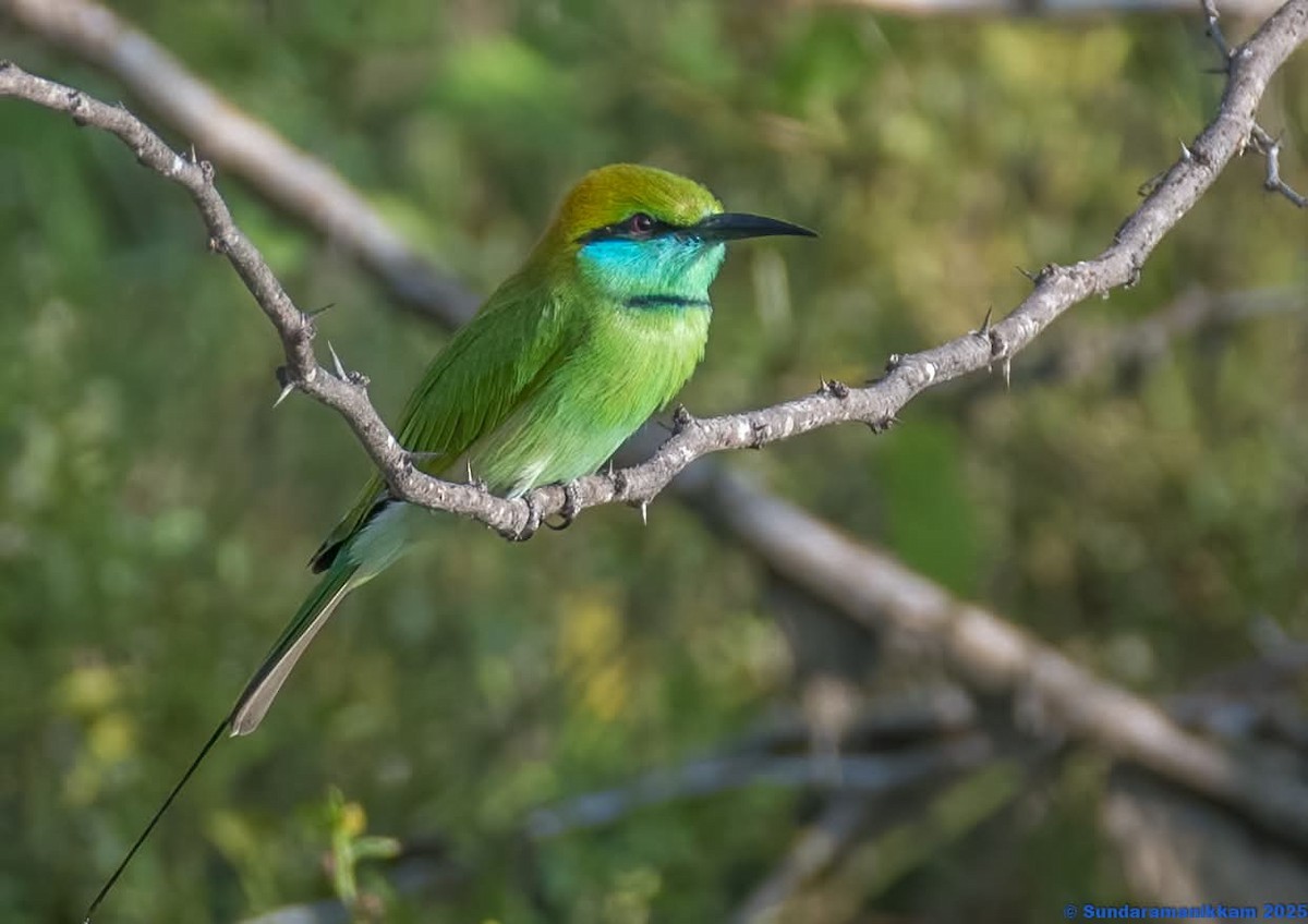 Asian Green Bee-eater - ML644633171
