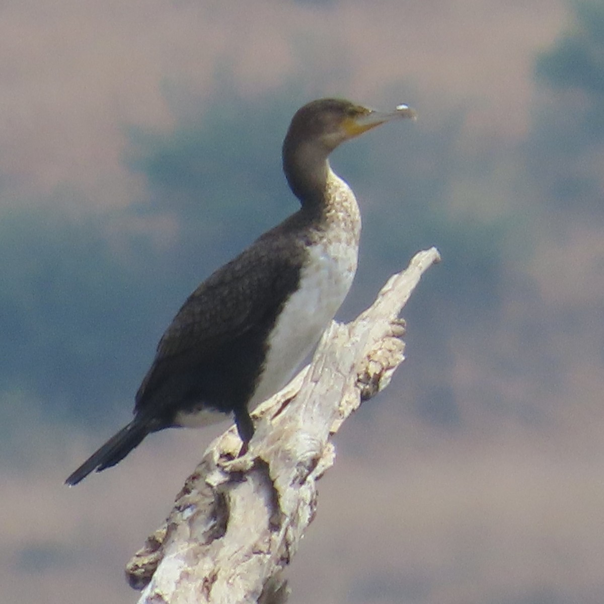 Kormoran - ML644633172