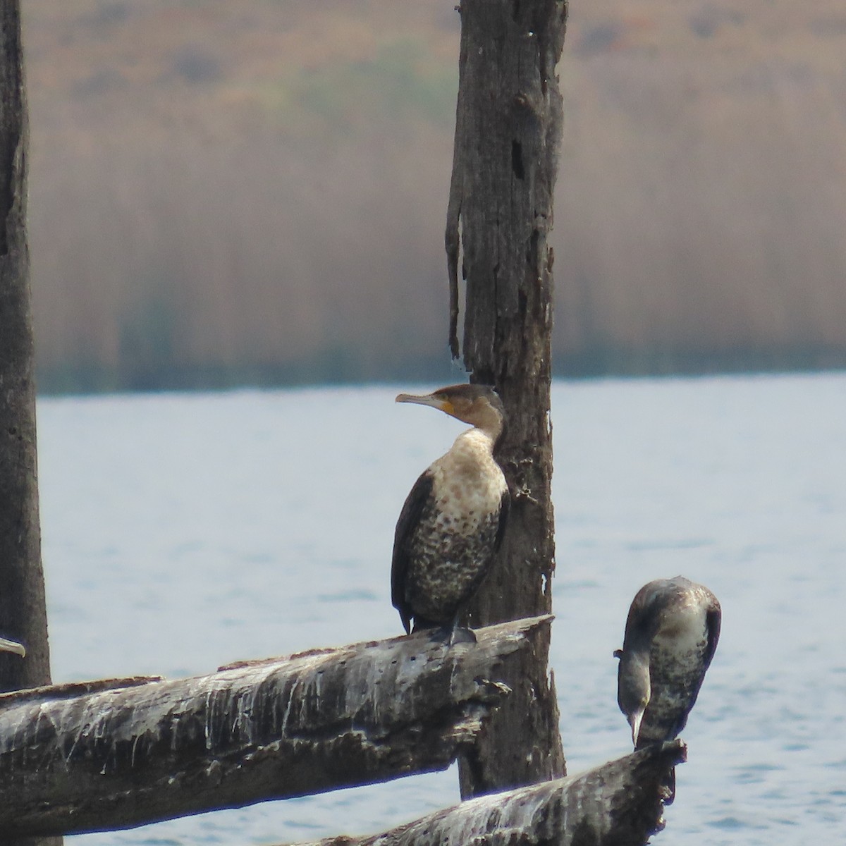 Kormoran - ML644633173