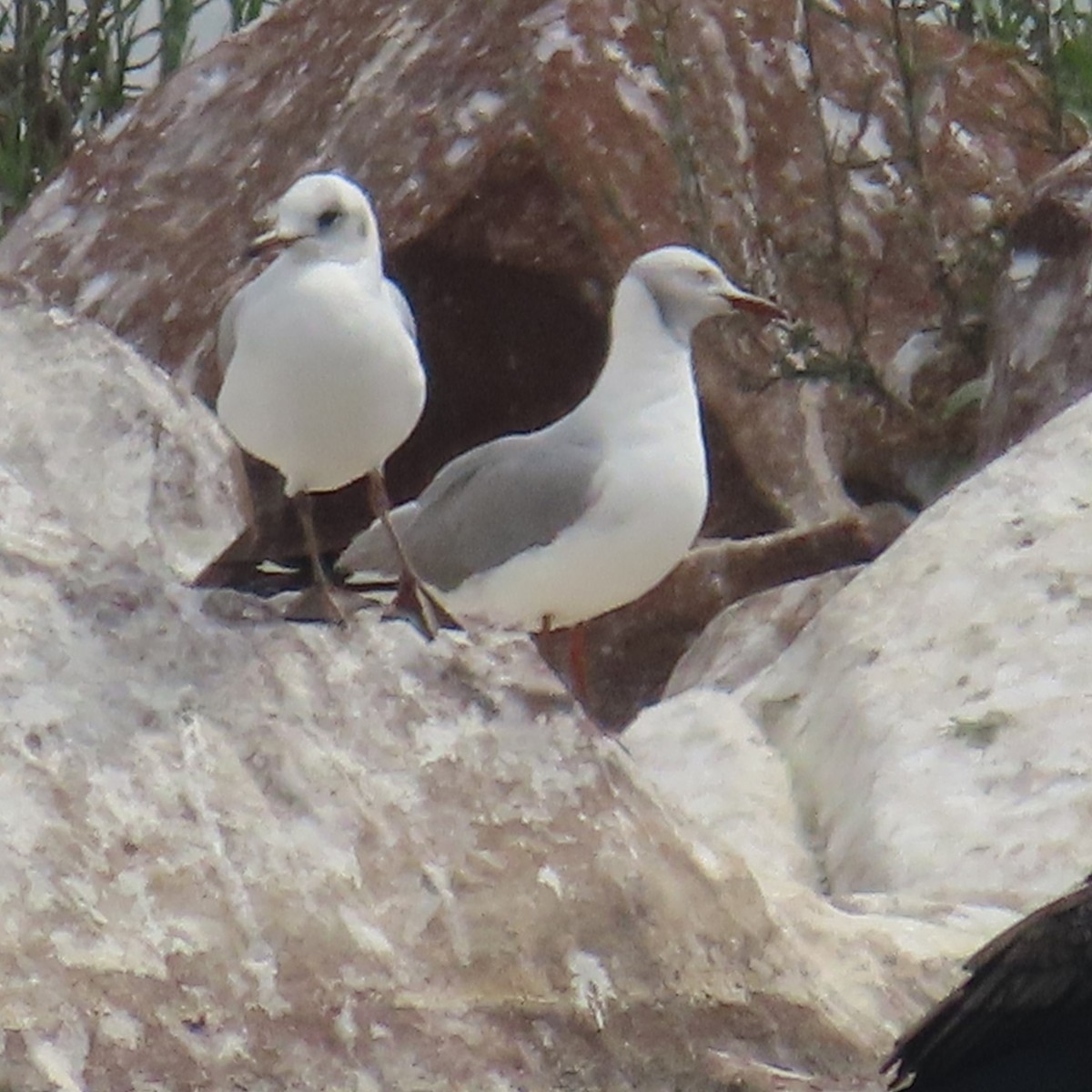 Мартин сіроголовий - ML644633177