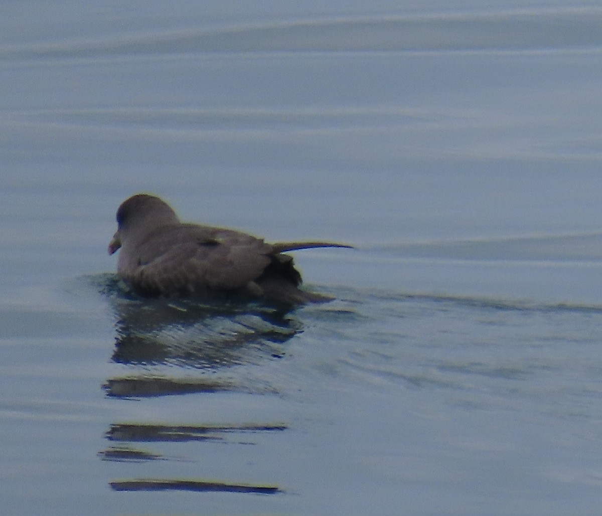 Fulmar boreala - ML644633188