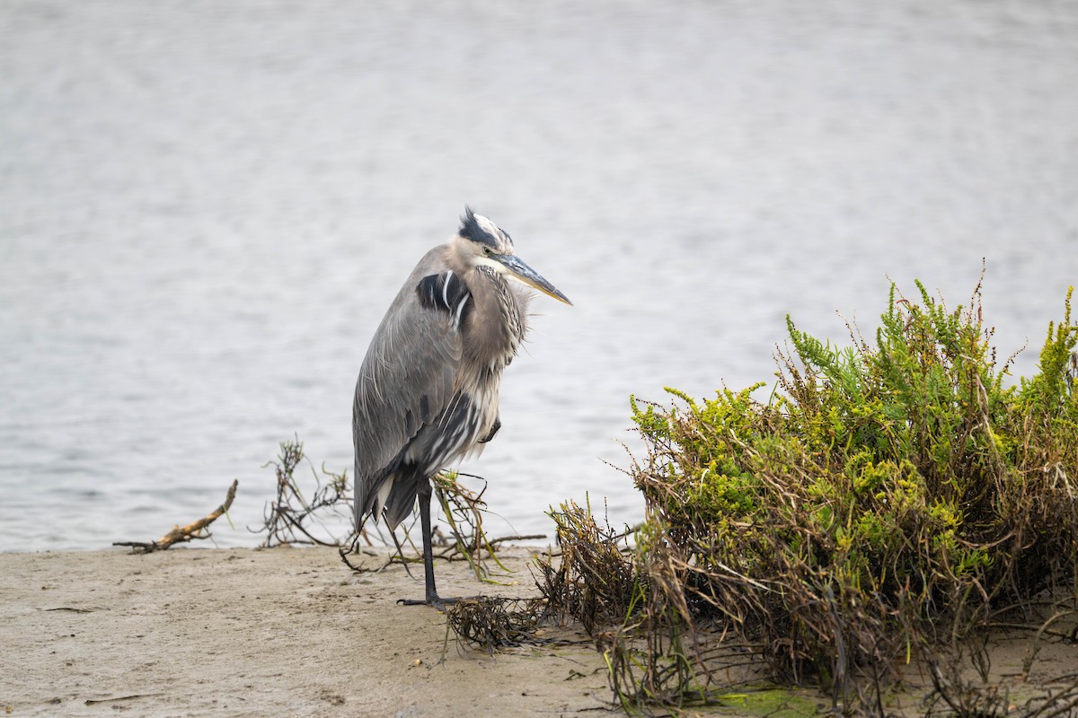 herodiashegre - ML644633189