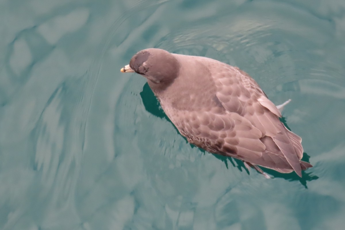 Fulmar boreala - ML644633194