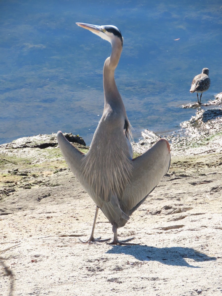 herodiashegre - ML644633196