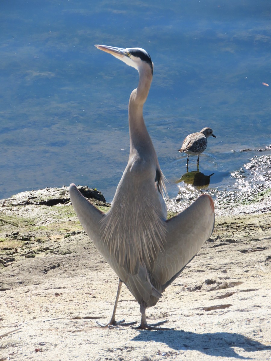 herodiashegre - ML644633197