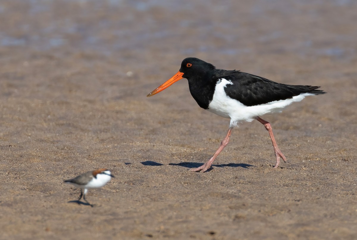 ústřičník dlouhozobý - ML644633207