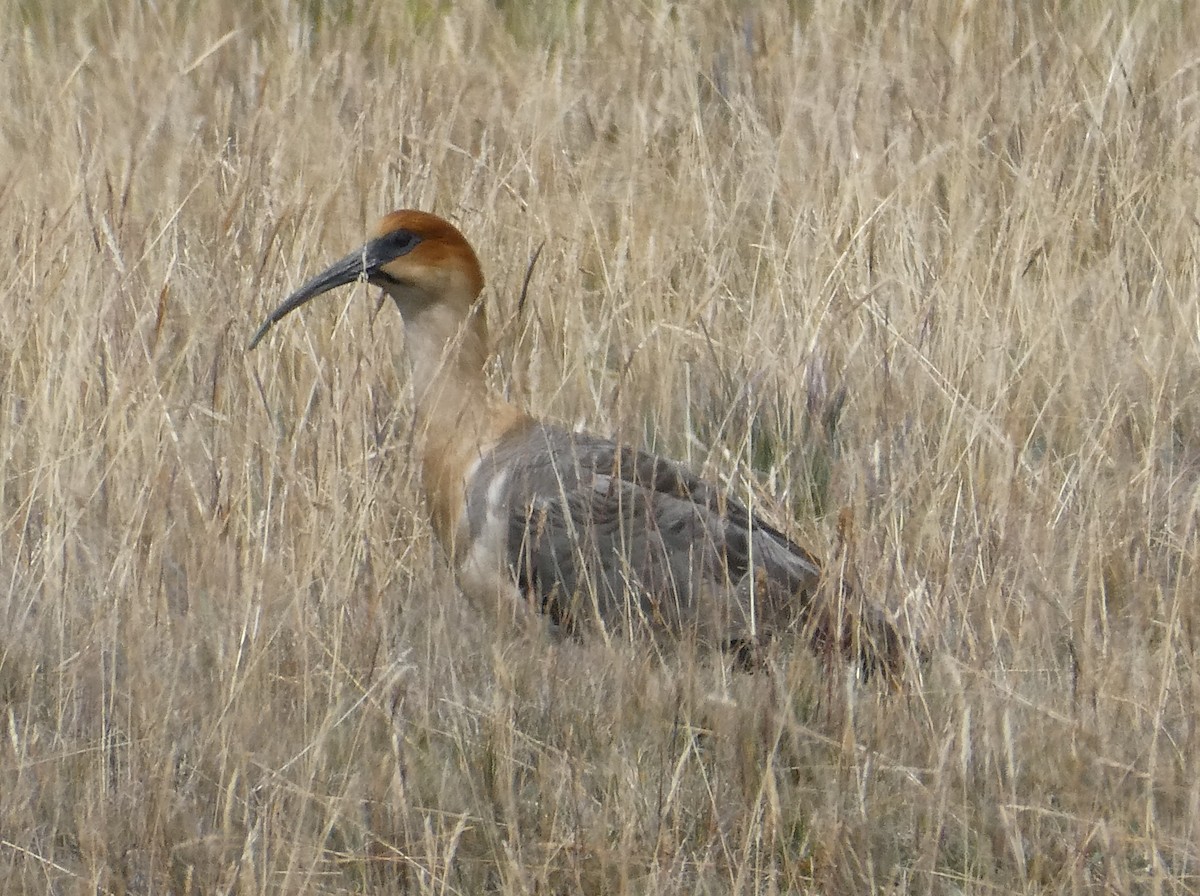Andean Ibis - ML644633213