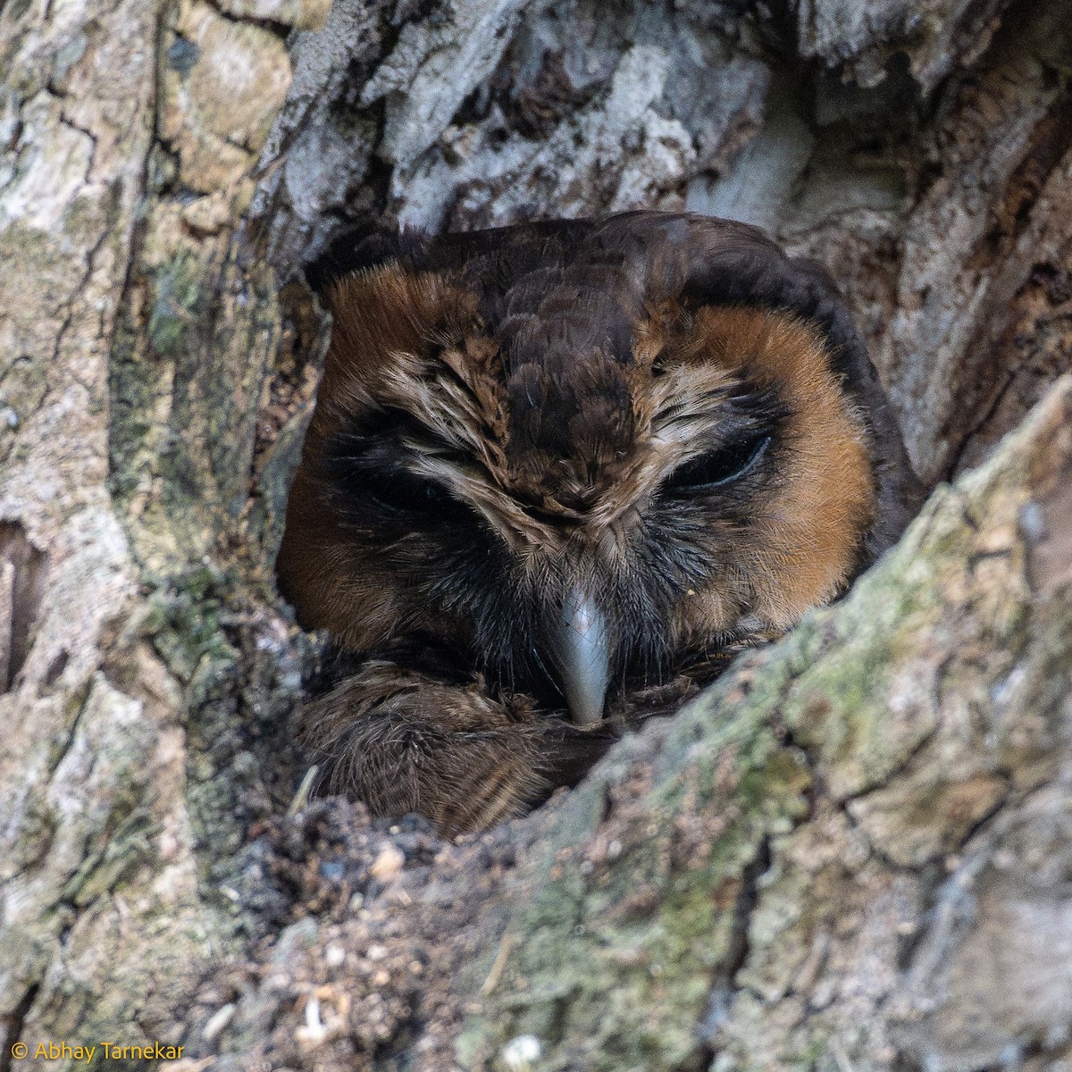 Grand-duc brun - ML644633215