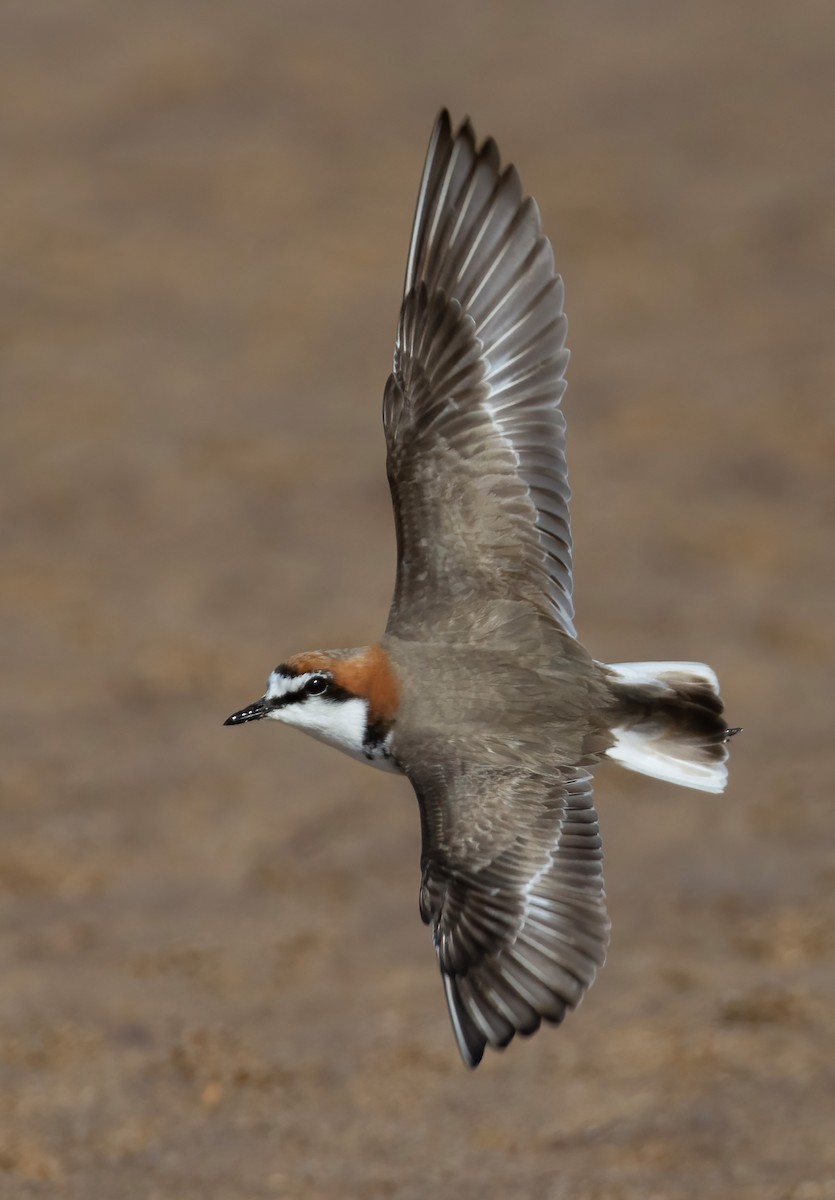 Chorlitejo Capirrojo - ML644633216