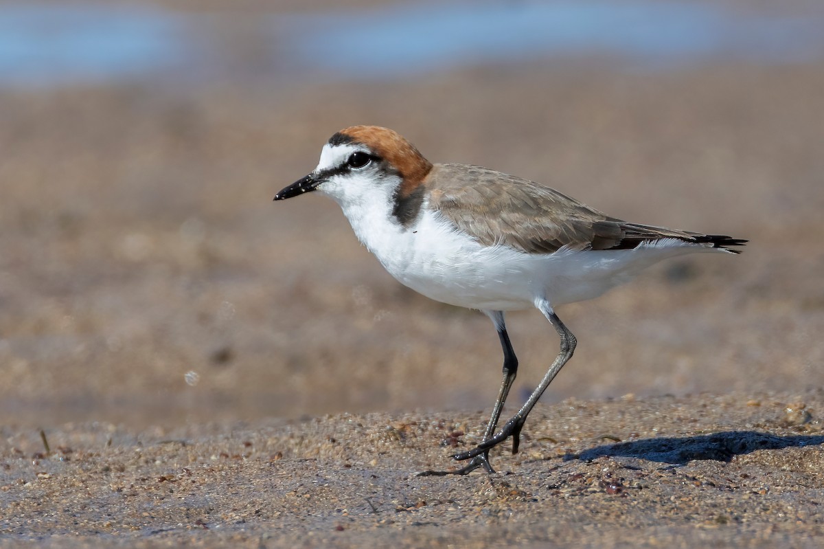 Chorlitejo Capirrojo - ML644633217