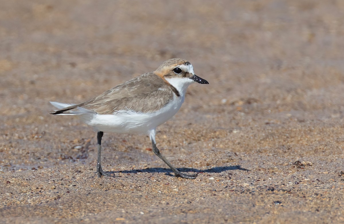 Chorlitejo Capirrojo - ML644633218