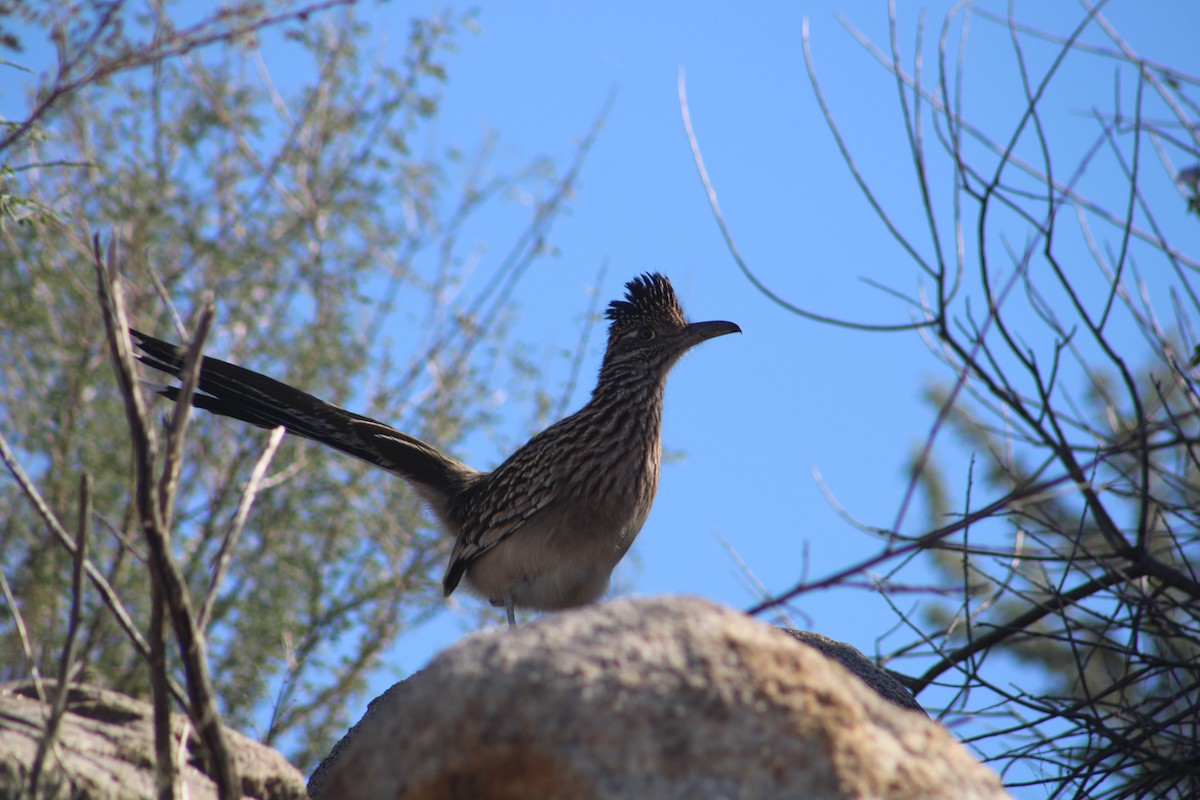 Таязура-подорожник каліфорнійська - ML644633230