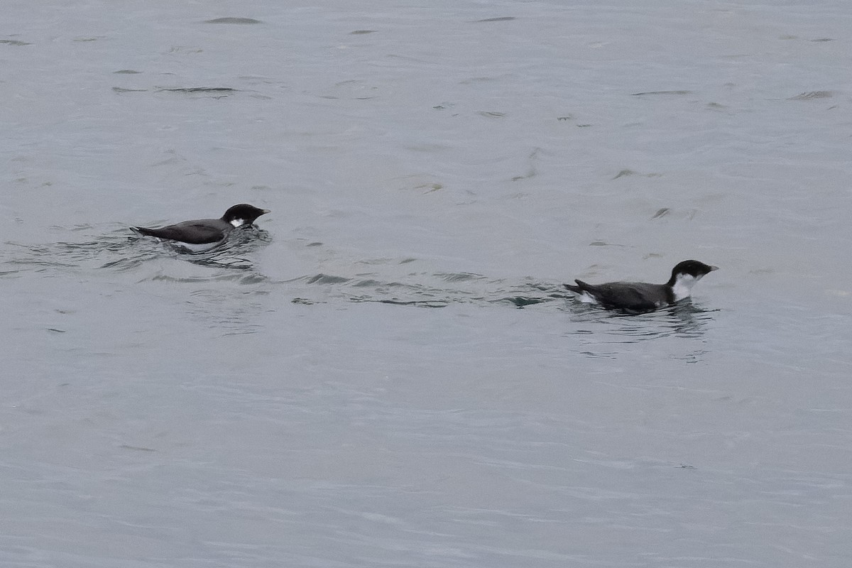 Pottorrotxo arrunta - ML644633244