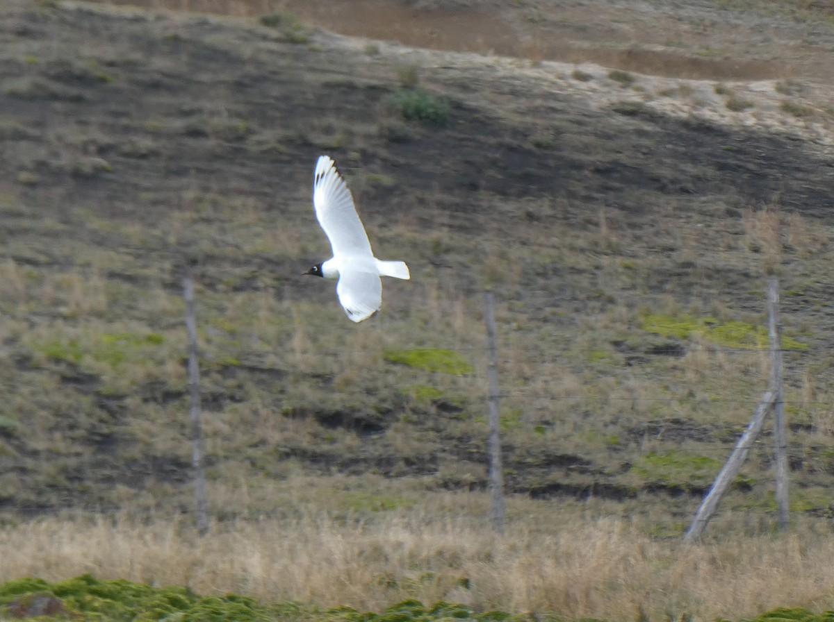Andean Gull - ML644633247