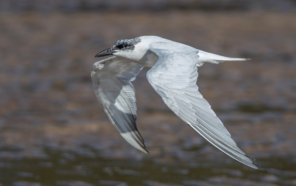 Australian Tern - ML644633248