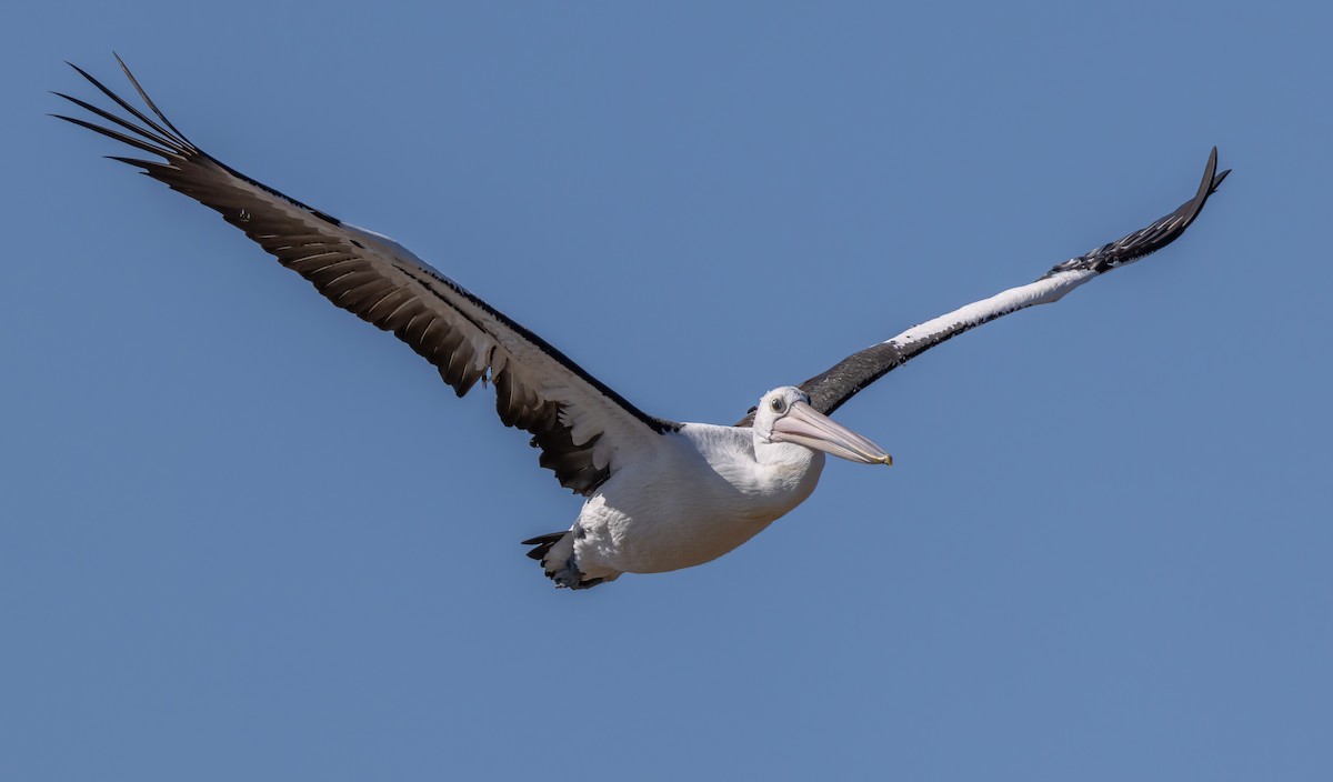 Australian Pelican - ML644633256