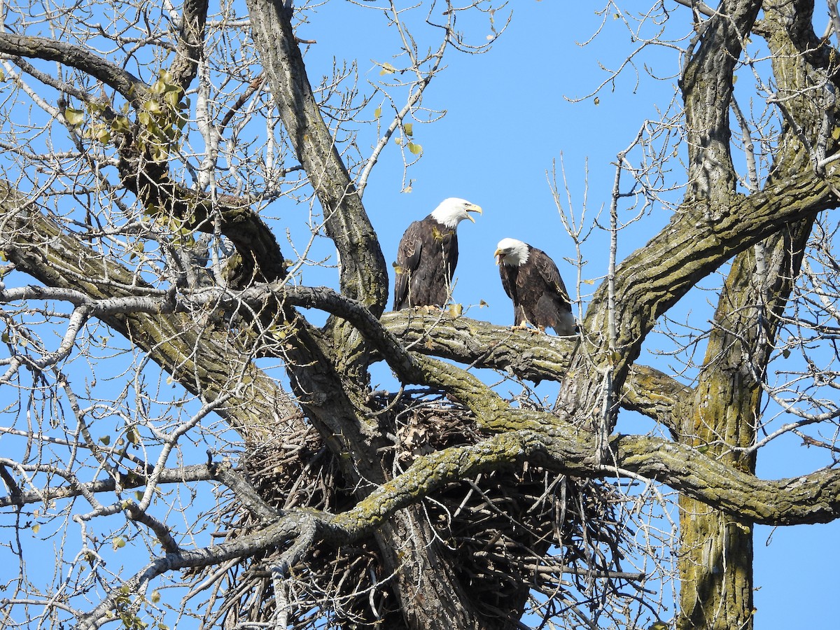 Белоголовый орлан - ML644633304