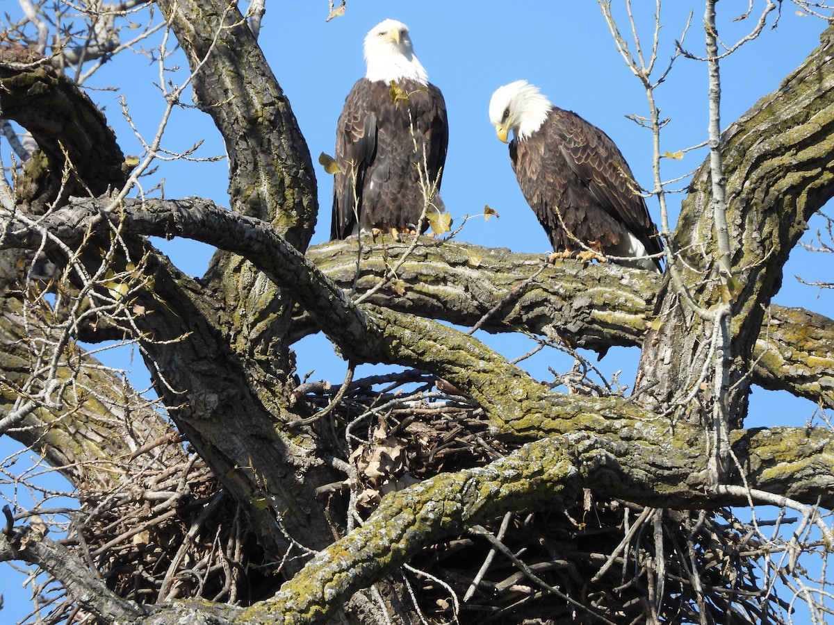 Белоголовый орлан - ML644633306