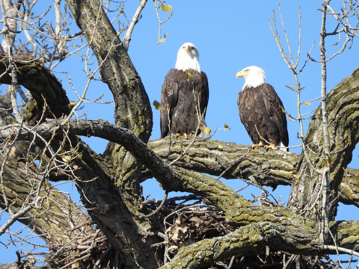 Белоголовый орлан - ML644633307