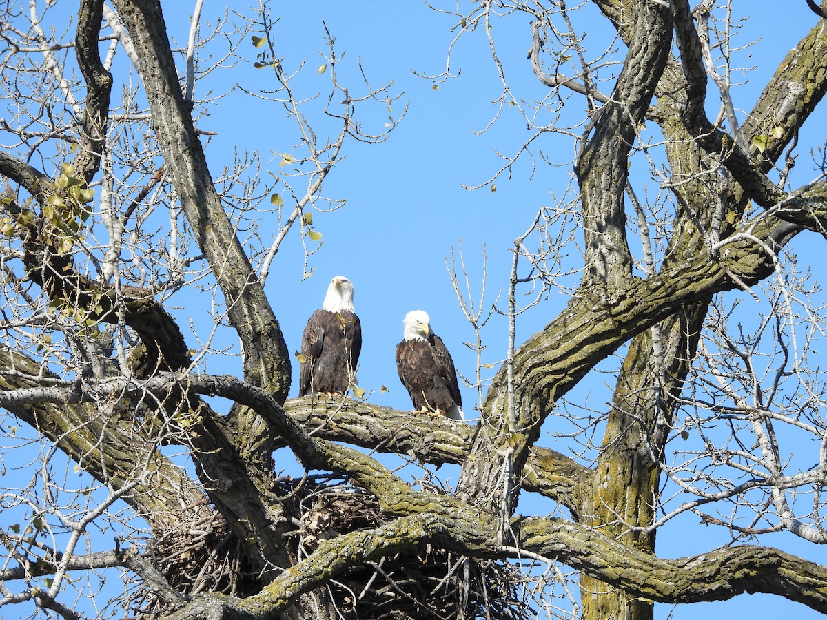 Белоголовый орлан - ML644633308