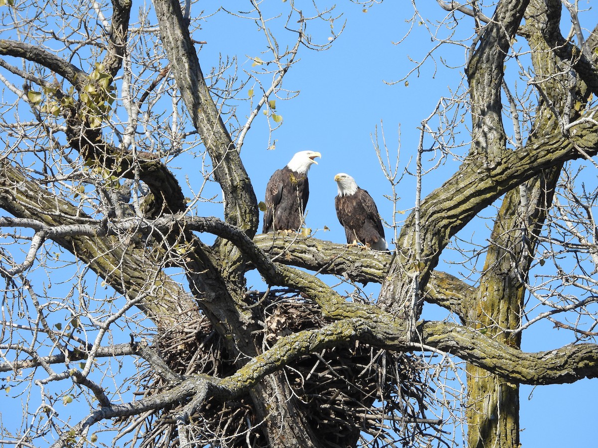 Белоголовый орлан - ML644633309