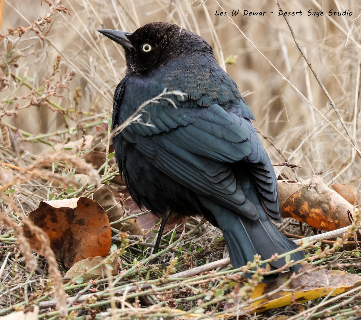 Brewer Karatavuğu - ML644633310