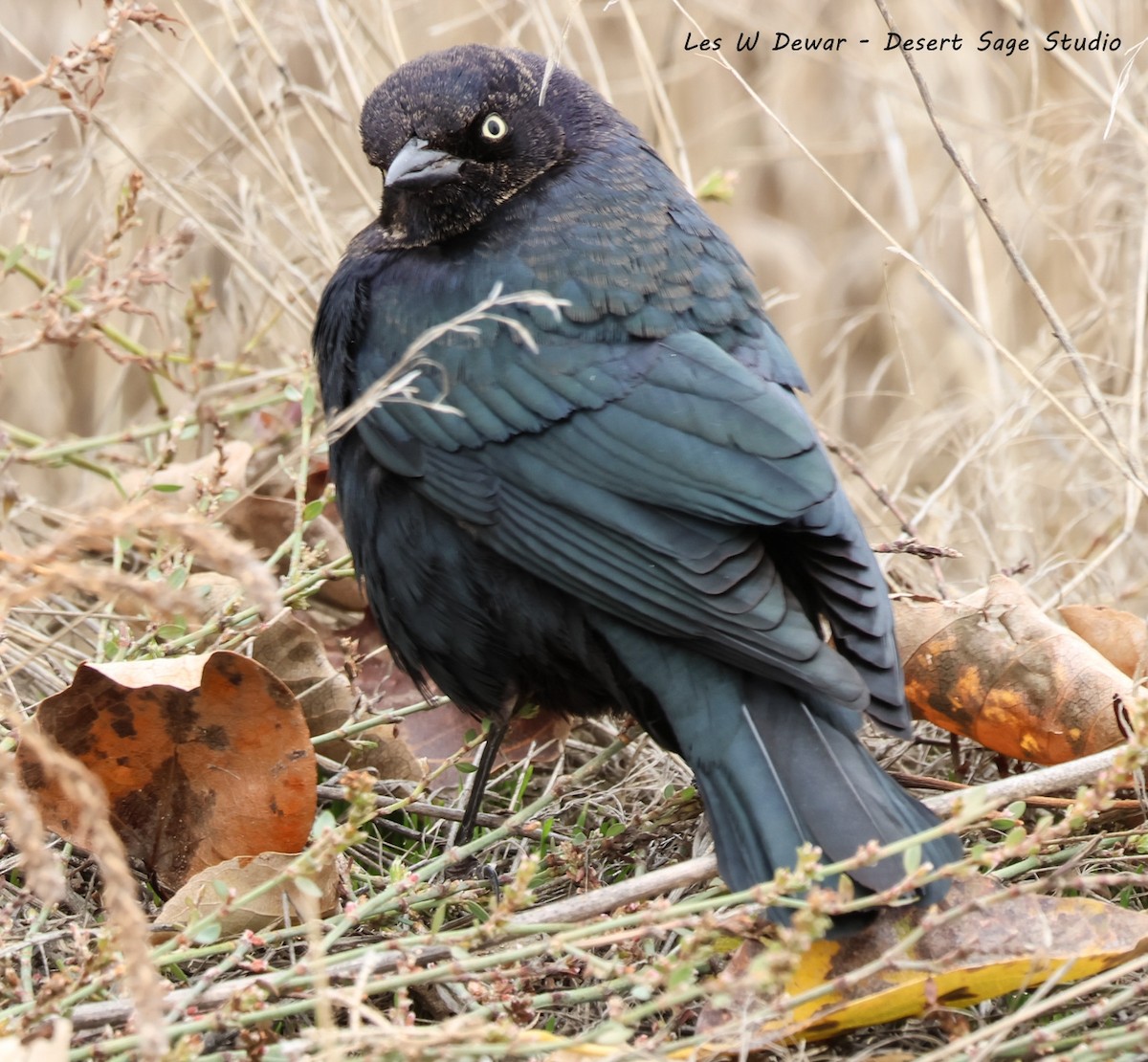 Brewer Karatavuğu - ML644633312