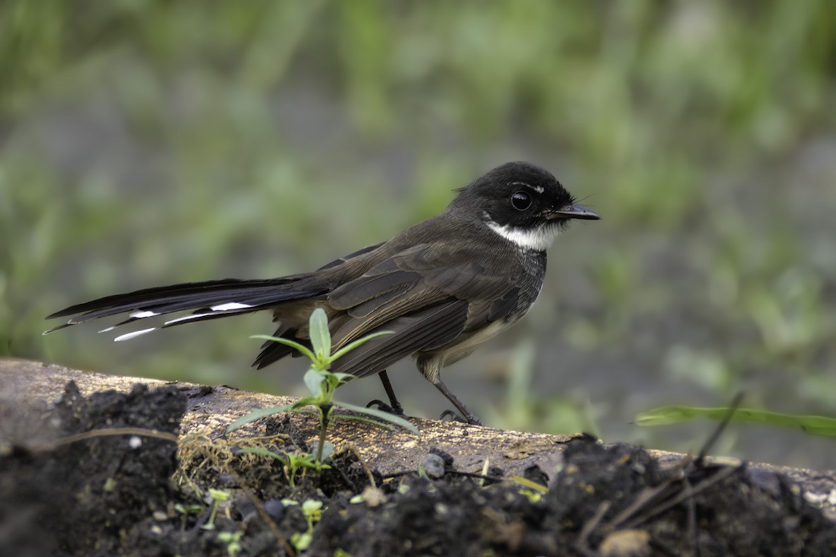 Rhipidure pie - ML644633323