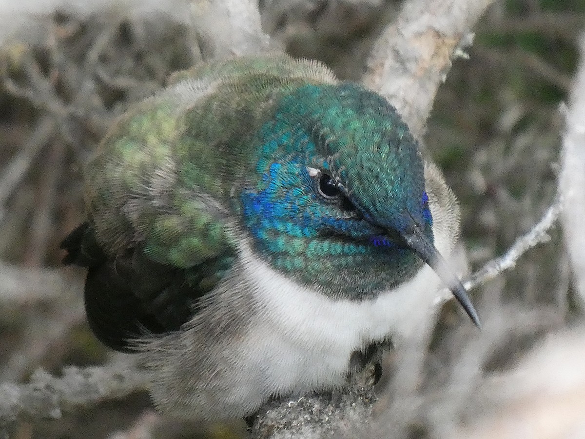 Ecuadorian Hillstar - ML644633324