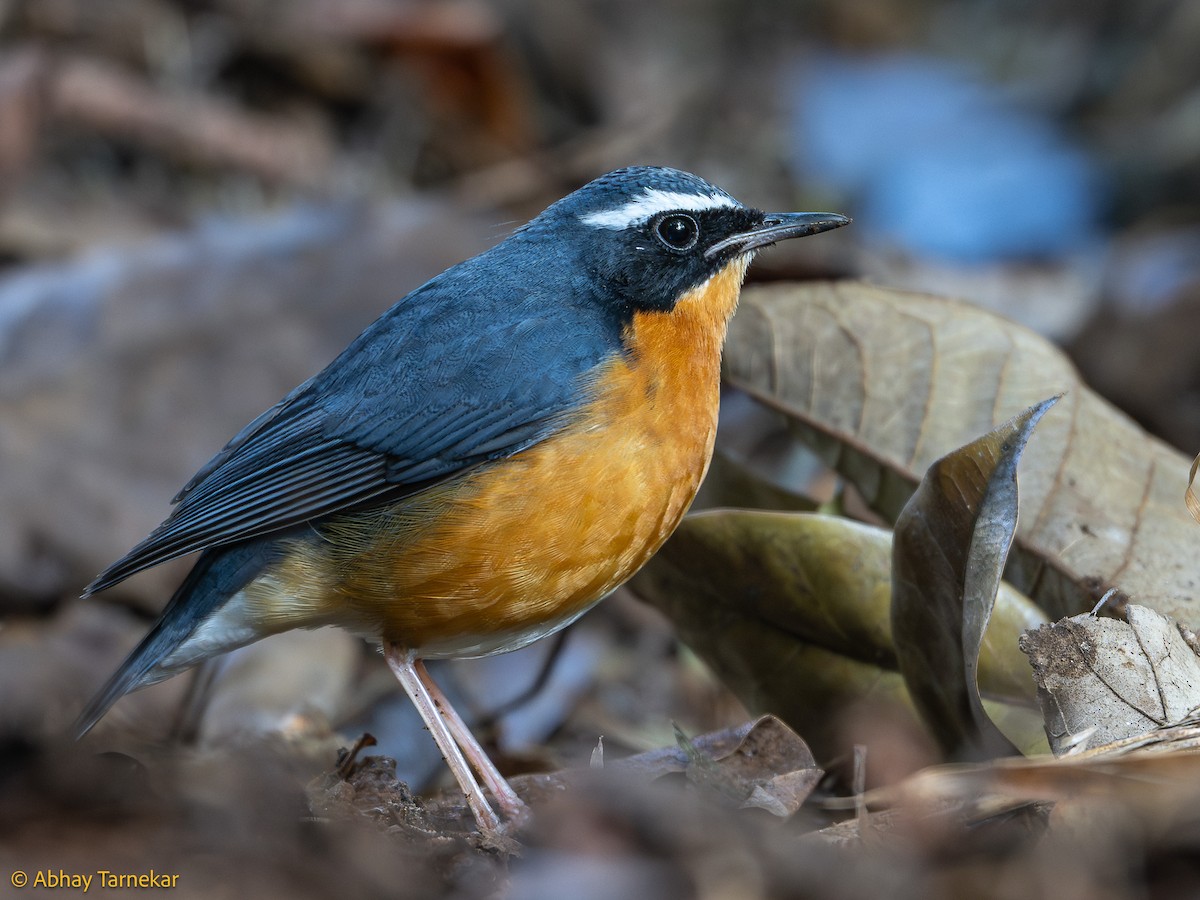 Indian Blue Robin - ML644633326