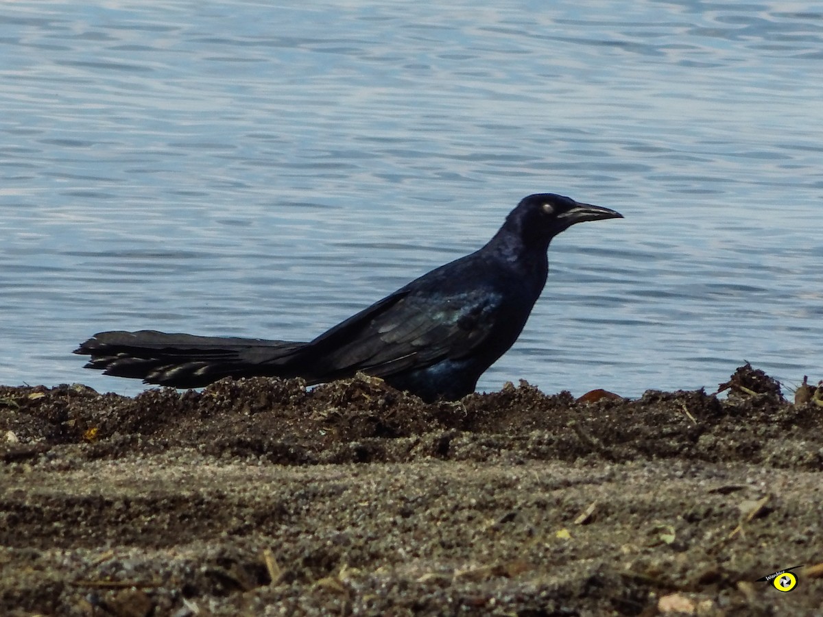 Great-tailed Grackle - ML644633327