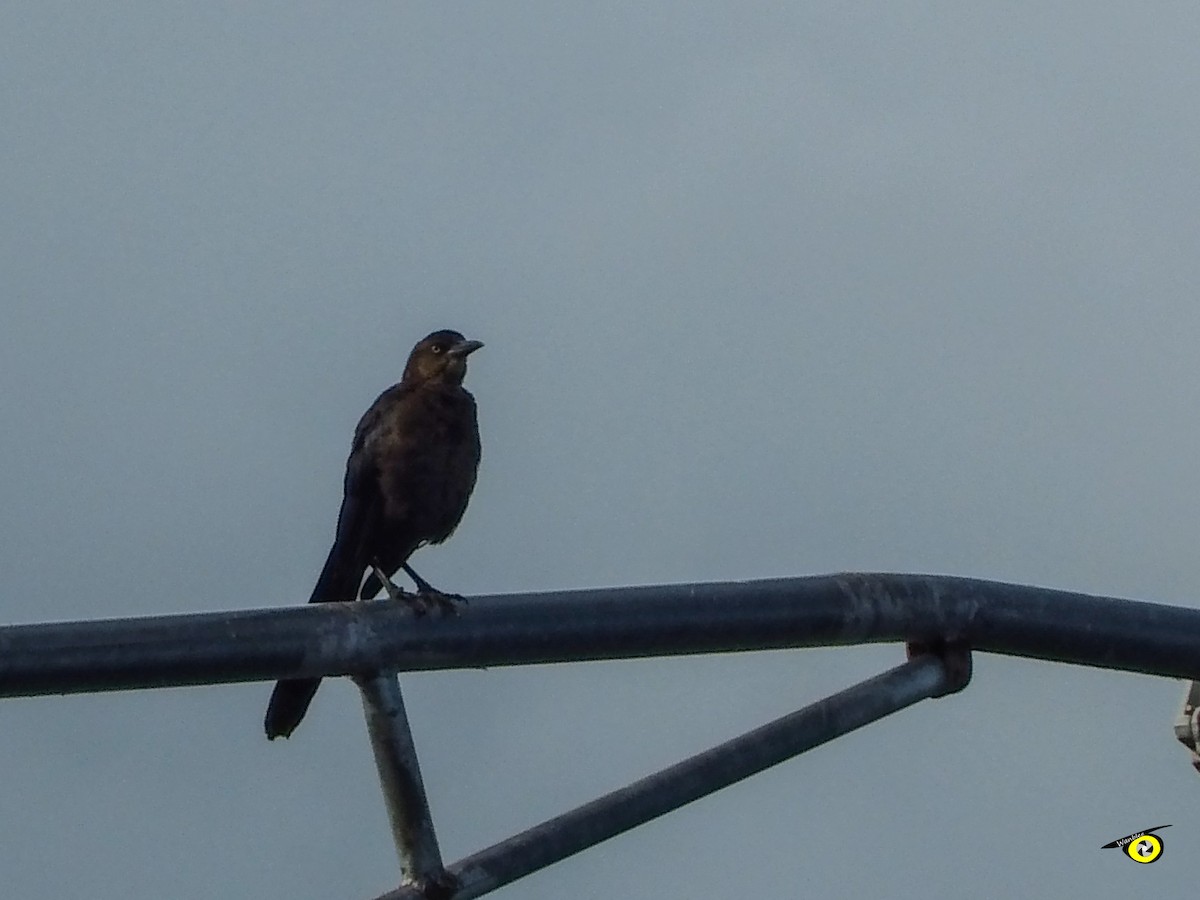 Great-tailed Grackle - ML644633328