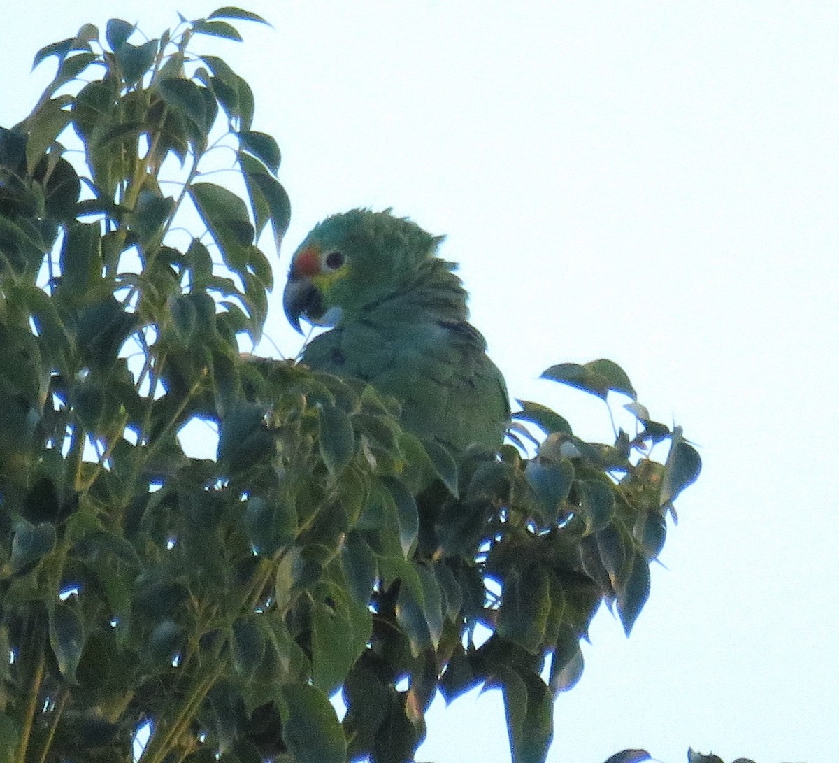 amazon sp. - ML644633330